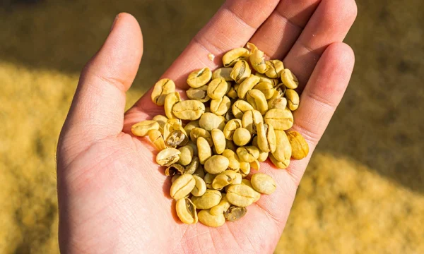 A hand holding some green coffee beans