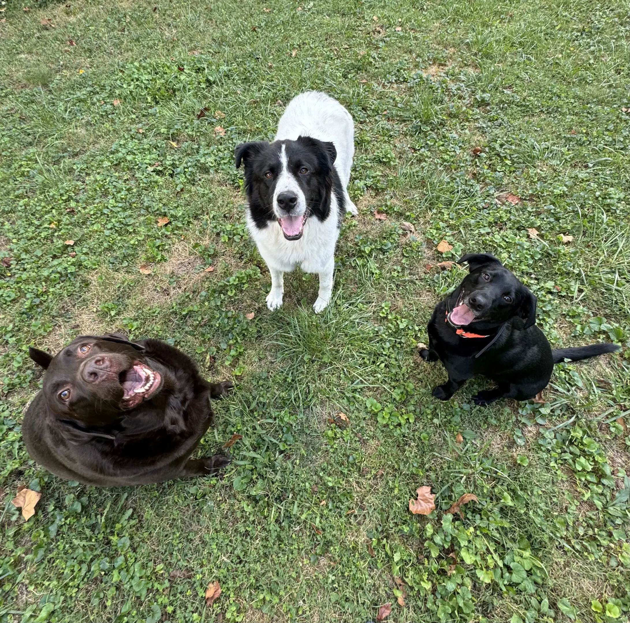 A dog standing between two dogs in the grass.