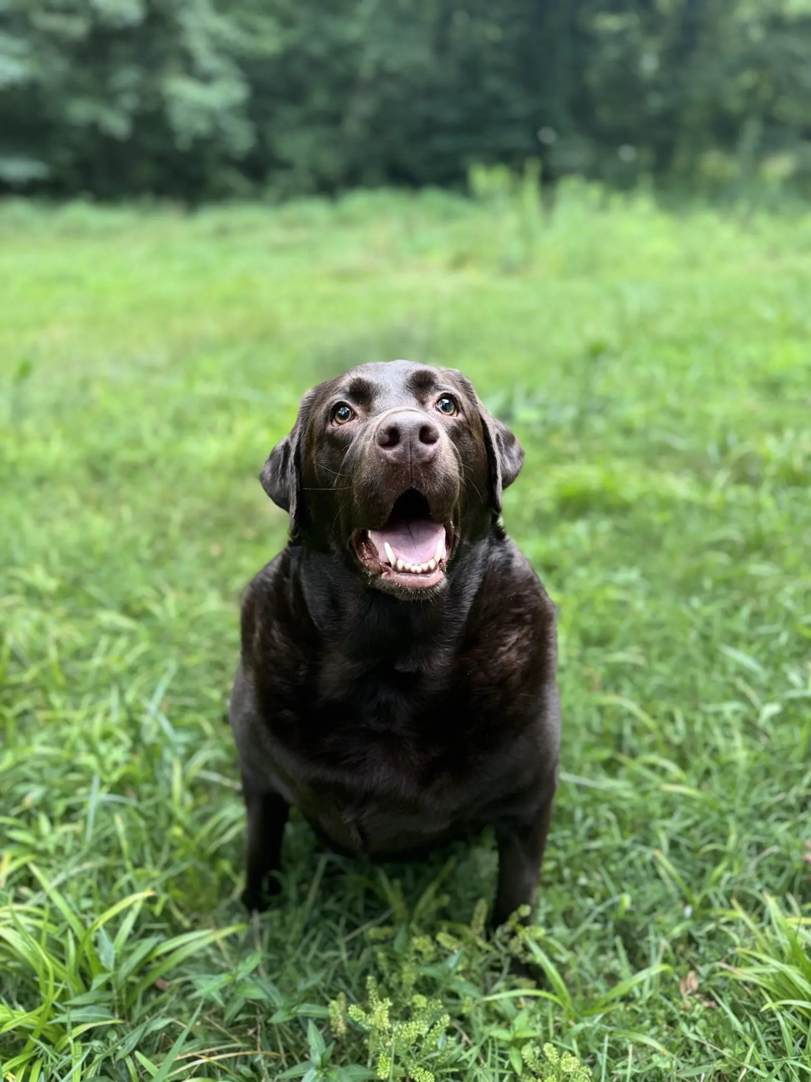 A dog sitting in the grass with its mouth open.