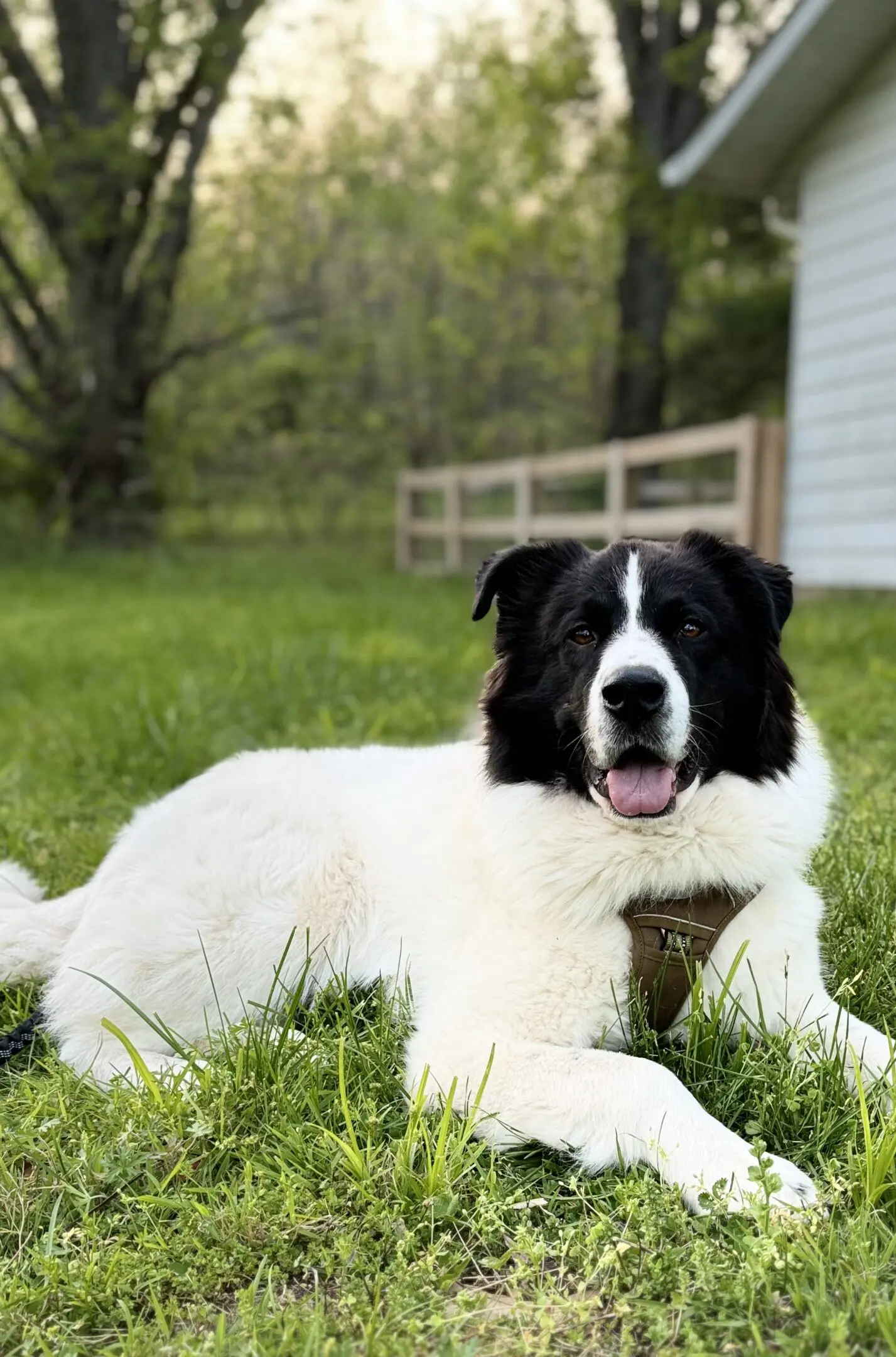 A dog laying in the grass with its tongue hanging out.