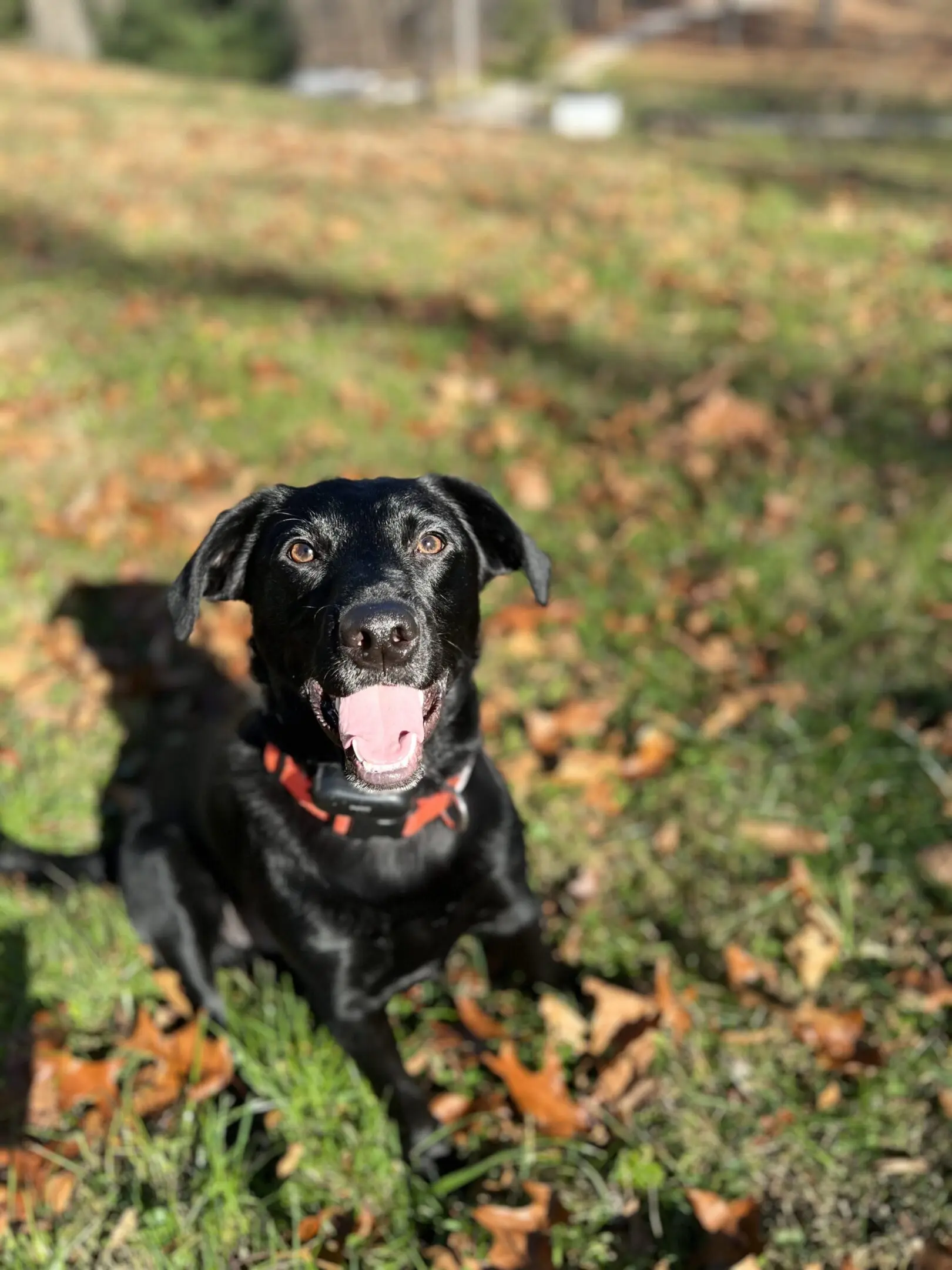 A black dog sitting in the grass with its mouth open.