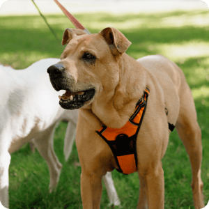 Dog Accesories